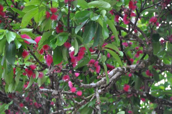 Jambeiro carregado de flores, na praça central de Alter do Chão - PA